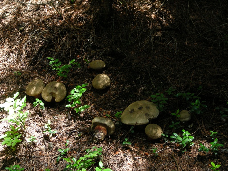 Abetaia di montagna